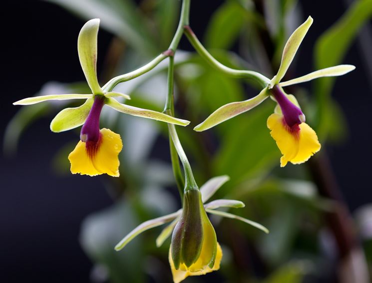 Pianta Epidendrum renee marquis