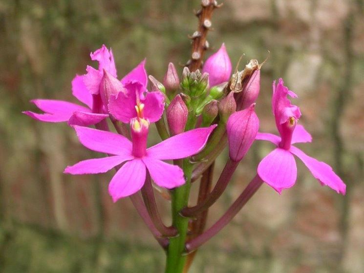 Epidendrum denticulatum