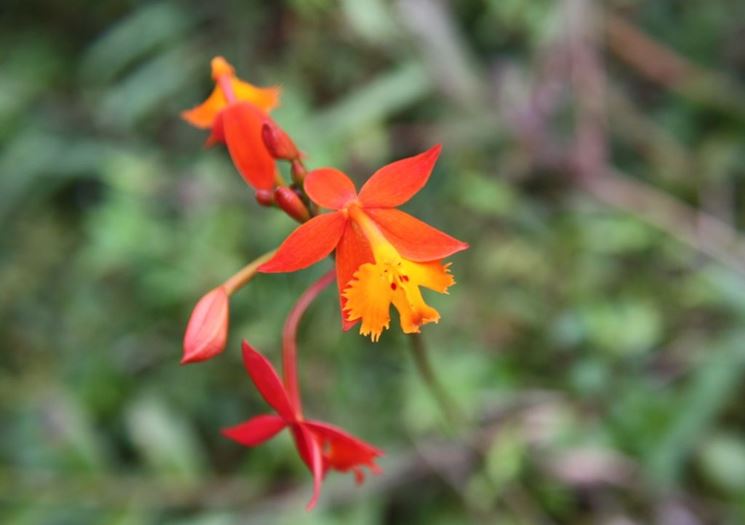 Epidendrum radicans