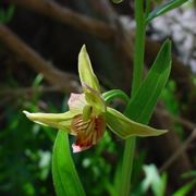 Epipactis gigantea