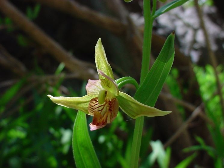 Epipactis gigantea