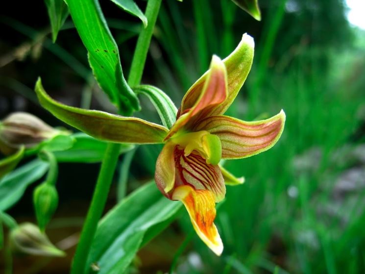 fiore epipactis gigantea