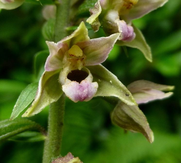 epipactis helleborine