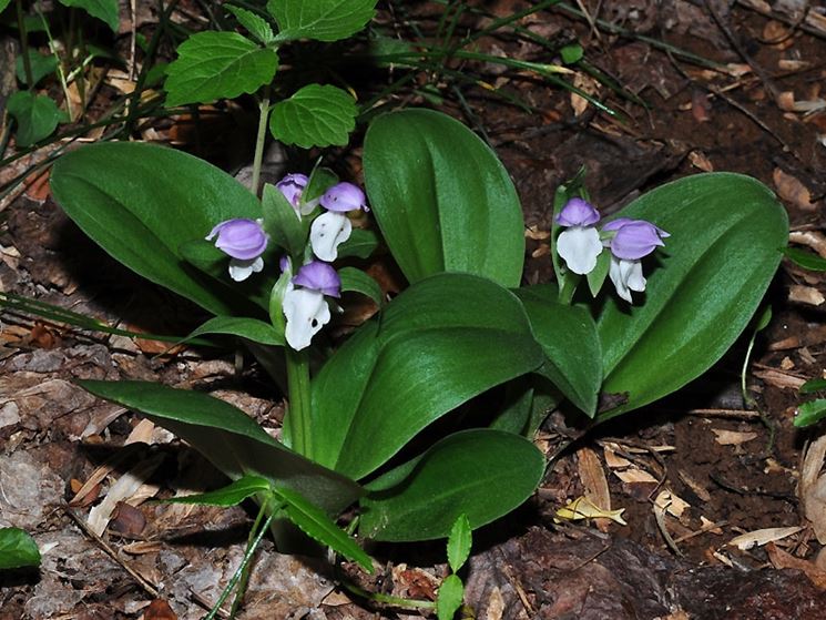 pianta Galearis