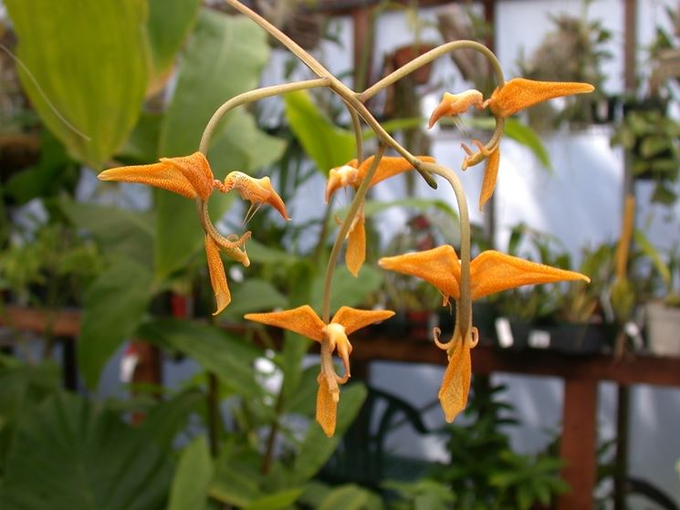 orchidee gongora