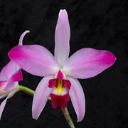 Laelia