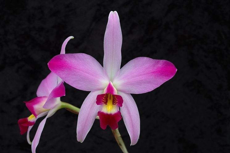 Laelia