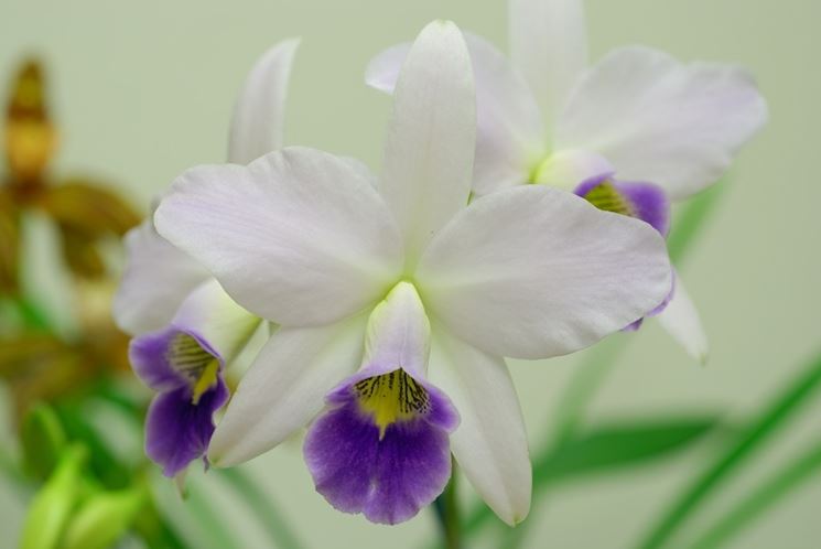 Laelia anceps