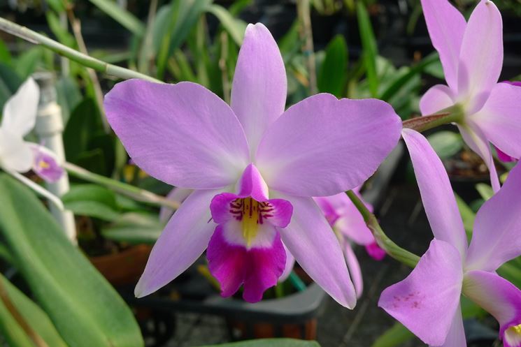 laelia fiori