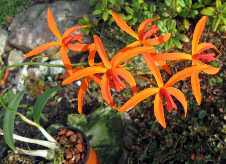 laelia sanguiloba