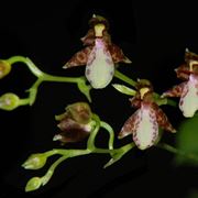 Leochilus labiatus