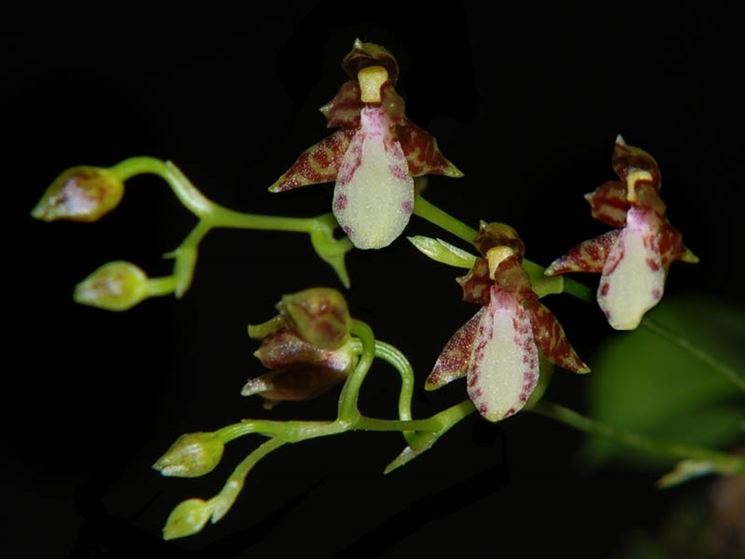 Leochilus labiatus