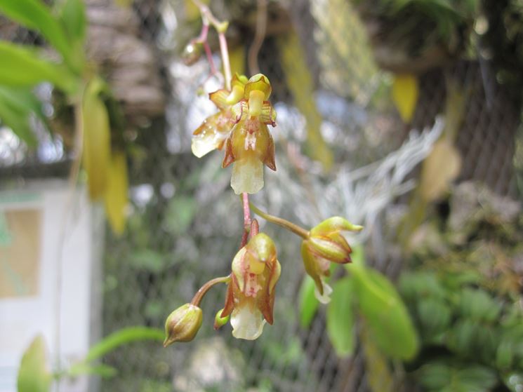 Leochilus carinatus fiori