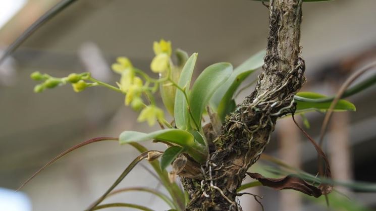 leochilus pianta