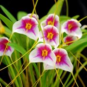 Masdevallia