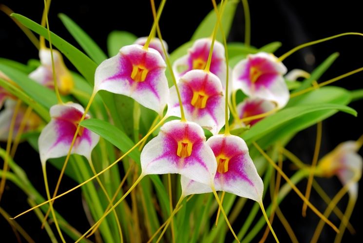 Masdevallia