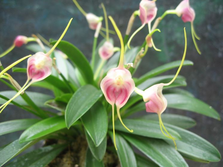 Masdevallia infracta