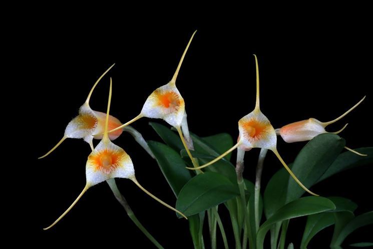 masdevallia sotoana