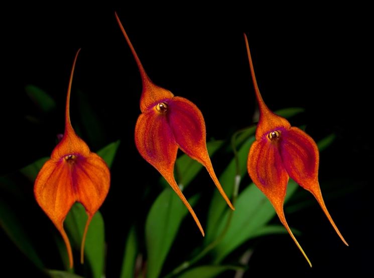 masdevallia urubamba