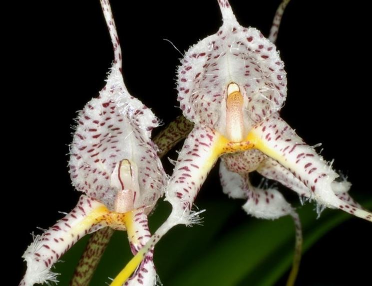 masdevallia polysticta