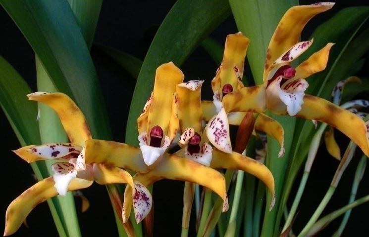 orchidea maxillaria picta