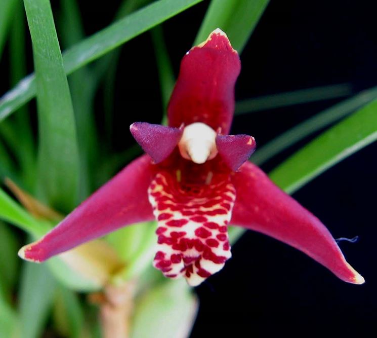 maxillaria