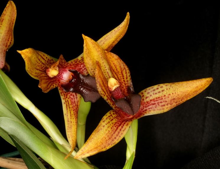 Maxillaria cucullata