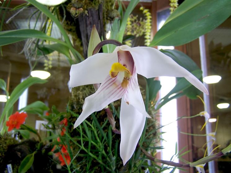 maxillaria augustae