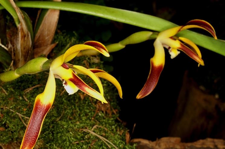 maxillaria setigera