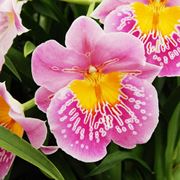 Miltonia