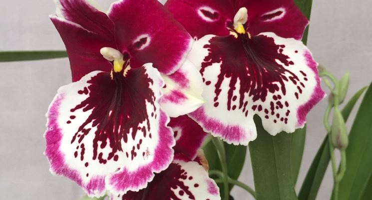 miltoniopsis