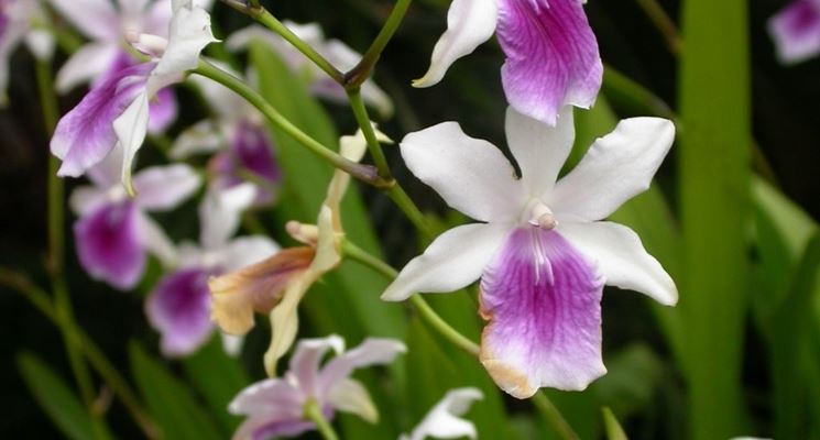 pianta Miltonia