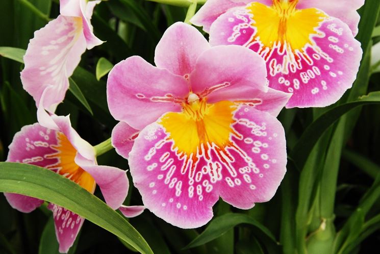 Miltonia