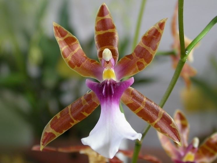 miltonia