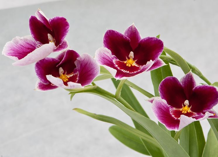 miltonia delle hawai