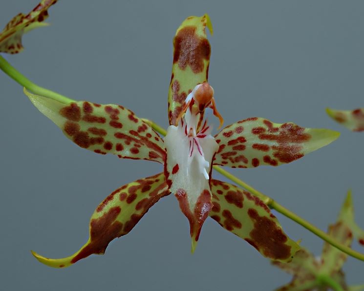 Odontoglossum