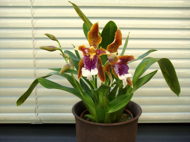 pianta Odontoglossum