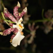 Oncidium tigrinum