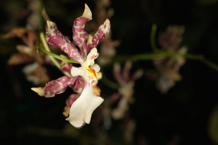 Oncidium tigrinum