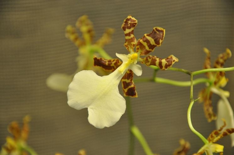 oncidium tigrinum fiore