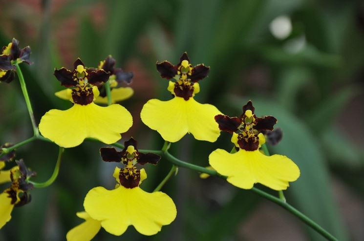 oncidium varicosum