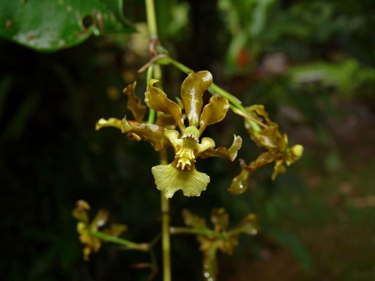 oncidium altissimus