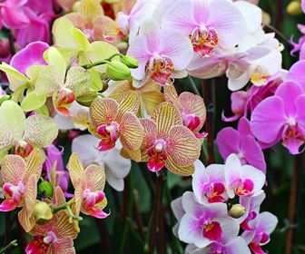 Orchidee