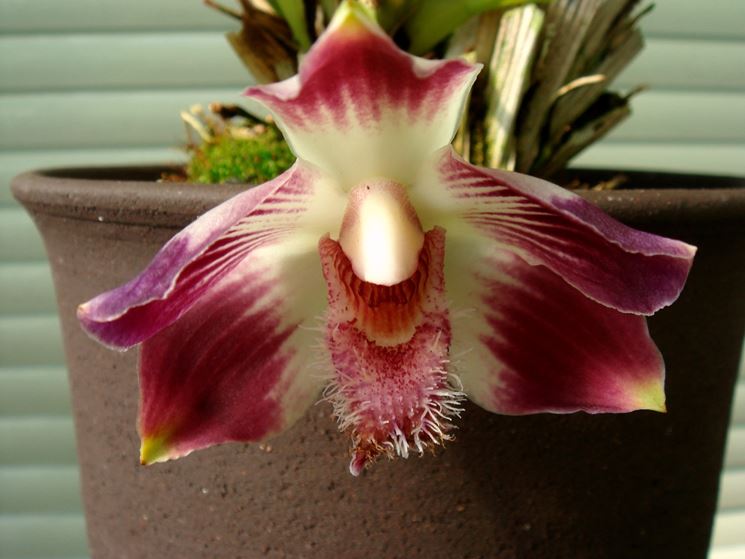 orchidea riproduzione
