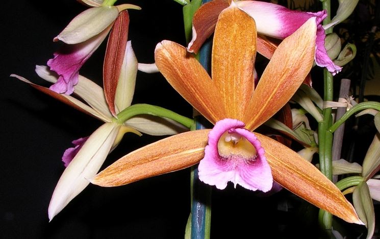 Phaius