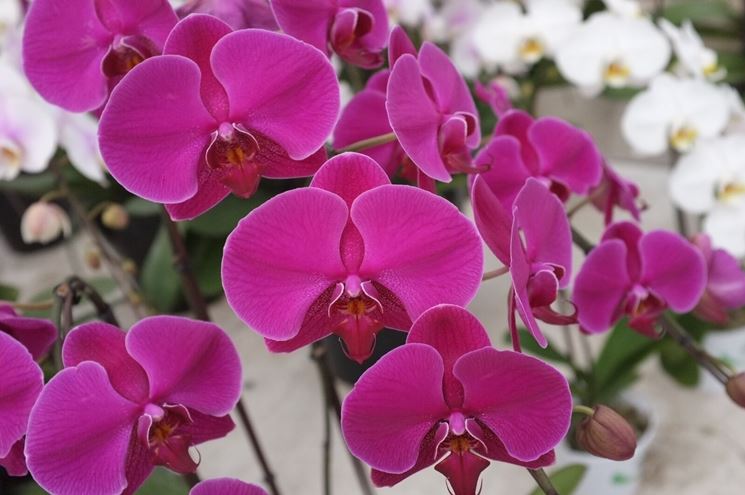 fiore phalaenopsis amabilis