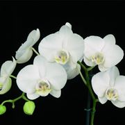 phalaenopsis aphrodite