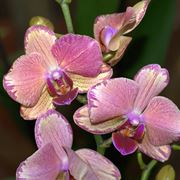 Orchidee Phalaenopsis