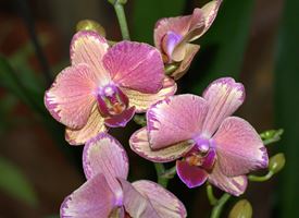 Orchidee Phalaenopsis