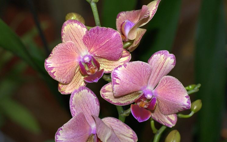 Orchidee Phalaenopsis